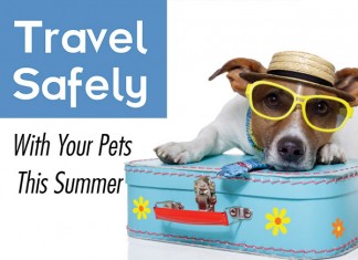 Travel Safely With Your Pets This Summer