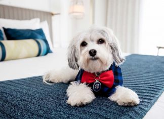 National Responsible Pet Owner’s Month