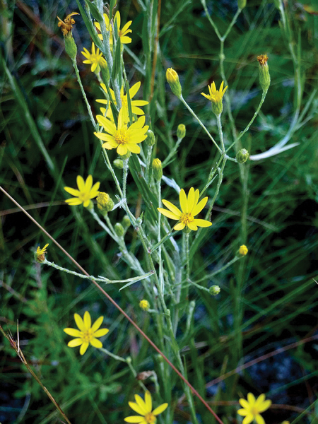 Narrow-Leaf Silk Grass