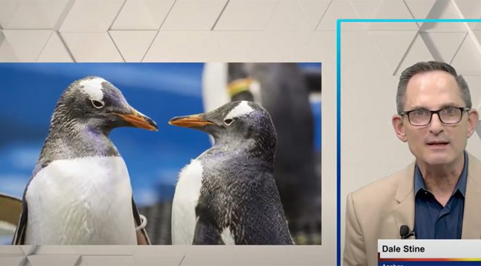 Famous Gay Penguin Couple Celebrate Third Anniversary