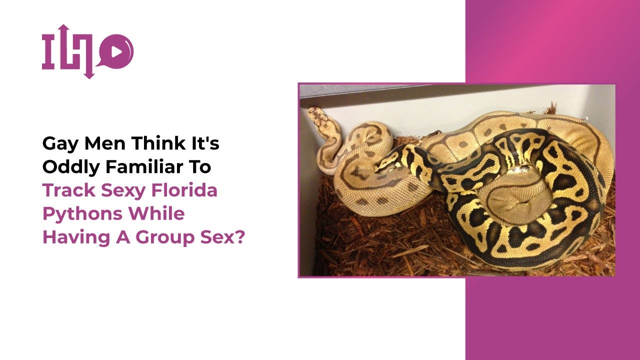 Gay Men Think It’s Oddly Familiar To Track Sexy Florida Pythons While ...