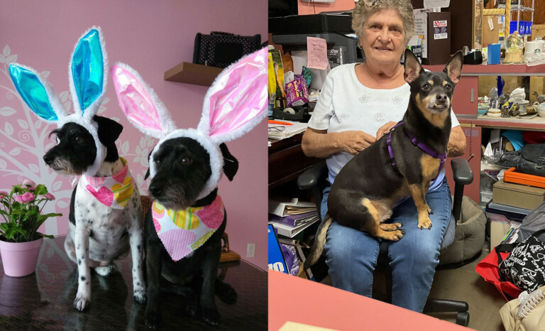 The Pet Project: Keeping Pets & Their People Together For Life