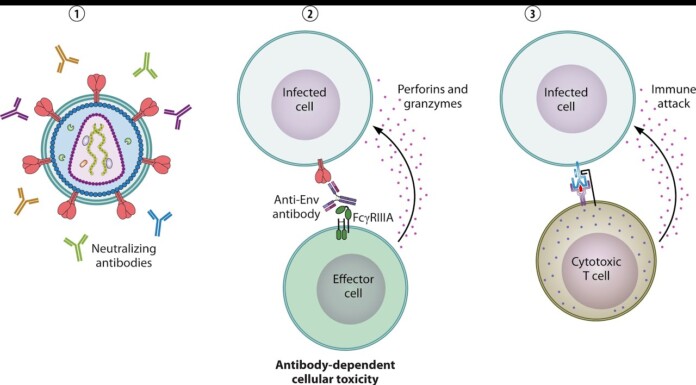 mRNA Breakthrough Offers New Hope for HIV Cure