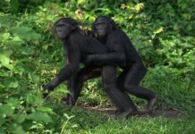 Nature Confirms Queer Life Is Natural. Can You Say “Gay Apes?”