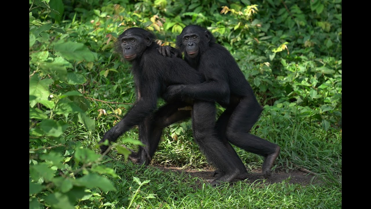 Nature Confirms Queer Life Is Natural. Can You Say “Gay Apes?”