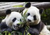 China Detains Two Men Over Fake “Gay Panda” Mating Story