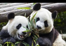 China Detains Two Men Over Fake “Gay Panda” Mating Story