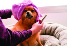 Dog Grooming Advice to Keep Pets Clean and Healthy