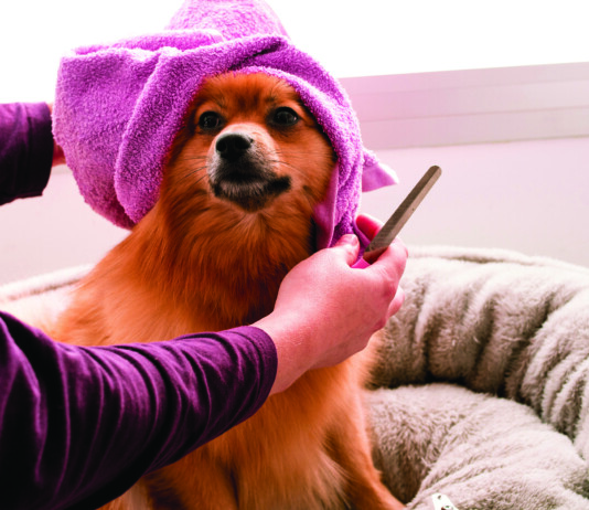 Dog Grooming Advice to Keep Pets Clean and Healthy