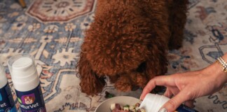 Brown curly dog eating from a bowl as a person pours a supplement into it from a bottle nearby on a patterned rug.