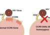 Two diagrams compare HIV entry: normal CCR5 gene allows viral attachment to CD4 and CCR5; HIV can enter the cell on the left. On the right, CCR5 delta-32 homozygous blocks entry (No entry) with a red cross, showing resistance to HIV.