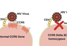Oslo Man Likely Cured Of HIV After Rare Stem-Cell Transplant Using Brother’s Mutation