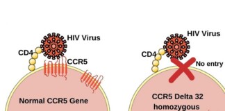 Two diagrams compare HIV entry: normal CCR5 gene allows viral attachment to CD4 and CCR5; HIV can enter the cell on the left. On the right, CCR5 delta-32 homozygous blocks entry (No entry) with a red cross, showing resistance to HIV.
