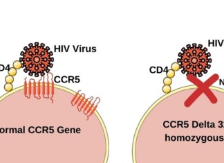 Two diagrams compare HIV entry: normal CCR5 gene allows viral attachment to CD4 and CCR5; HIV can enter the cell on the left. On the right, CCR5 delta-32 homozygous blocks entry (No entry) with a red cross, showing resistance to HIV.