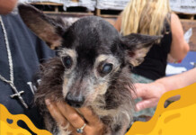 Scruffy small dog with cloudy eyes being held by a person in a dark shirt at a shelter or event.