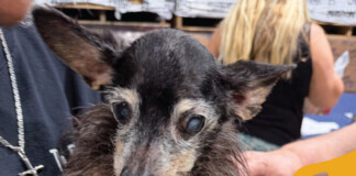 Scruffy small dog with cloudy eyes being held by a person in a dark shirt at a shelter or event.
