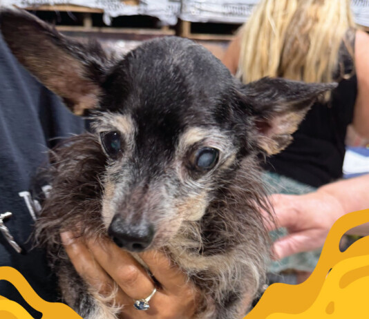 Scruffy small dog with cloudy eyes being held by a person in a dark shirt at a shelter or event.
