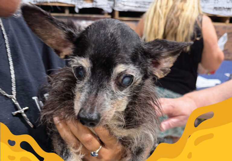 Scruffy small dog with cloudy eyes being held by a person in a dark shirt at a shelter or event.