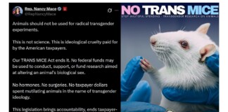Split meme: left side shows Rep. Nancy Mace's tweet text opposing transgender animal experiments; right side shows a white mouse held by blue-gloved hands with a 'NO TRANS MICE' banner and seal.