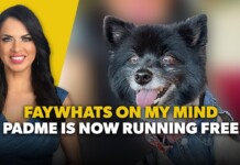 Video thumbnail: smiling woman on the left and a black fluffy dog on the right, with bold yellow and white text overlaid saying 'FAYWHATS ON MY MIND' and 'PADME IS NOW RUNNING FREE'.