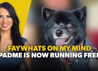 FayWhat’s On My Mind : Padme Video thumbnail: smiling woman on the left and a black fluffy dog on the right, with bold yellow and white text overlaid saying 'FAYWHATS ON MY MIND' and 'PADME IS NOW RUNNING FREE'.